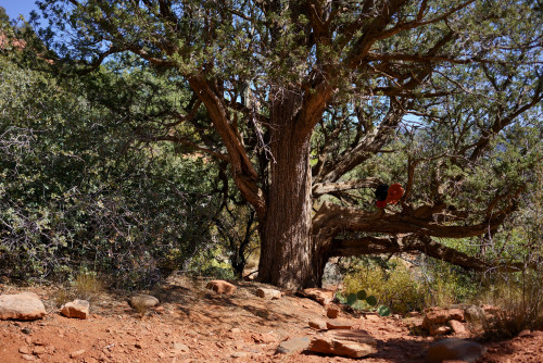 BigTree.jpg