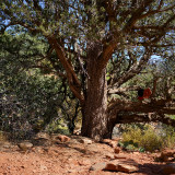 BigTree