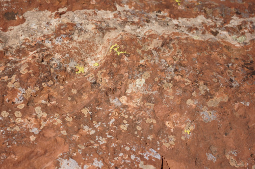 Lichen.jpg