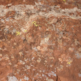 Lichen